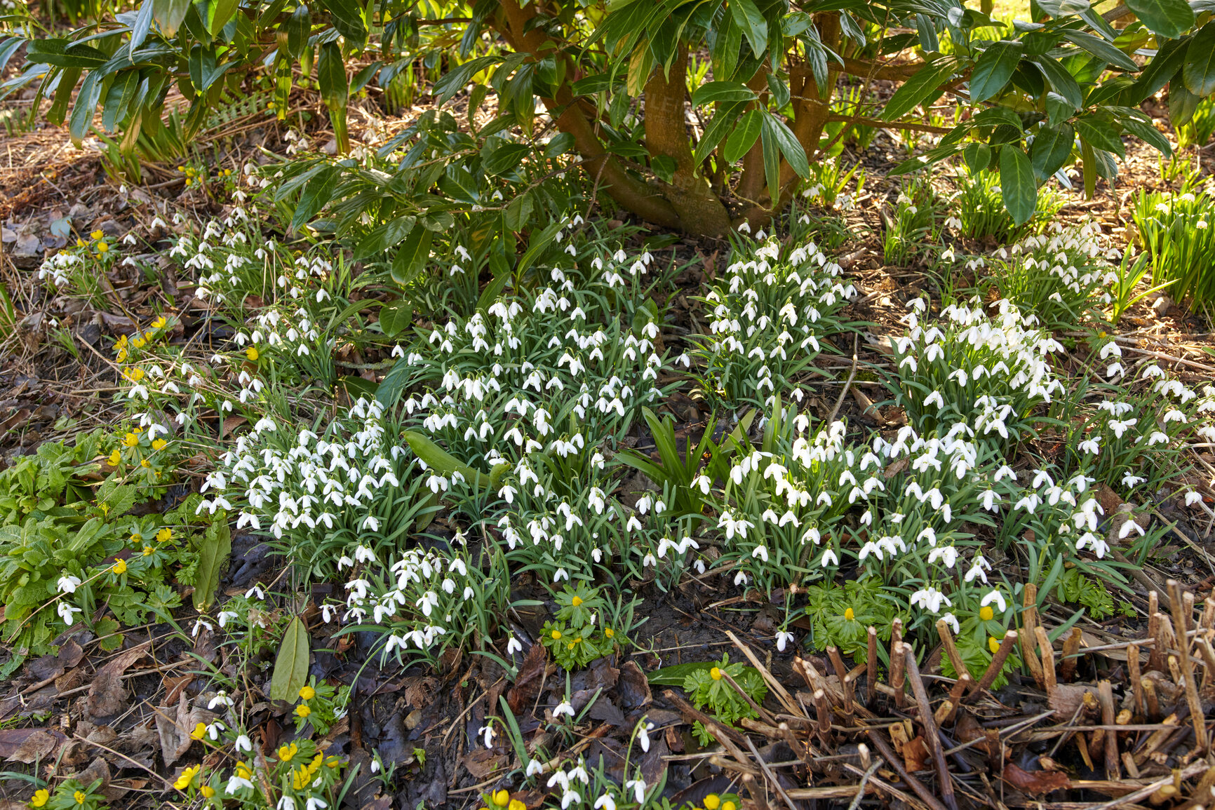 Buy stock photo Beautiful fresh white flowers growing in green nature on a sunny day. Beauty, harmony and relaxing zen in a field of pretty Snowdrops on a quiet morning. Leaves, blooms and branches in a calm park 