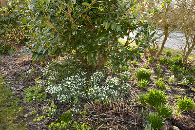 Buy stock photo Beautiful, pretty and green flowers growing in their natural habitat in a dense forest. Galanthus woronowii or woronow's snowdrop plants thriving in an outdoor environment and ecosystem from above