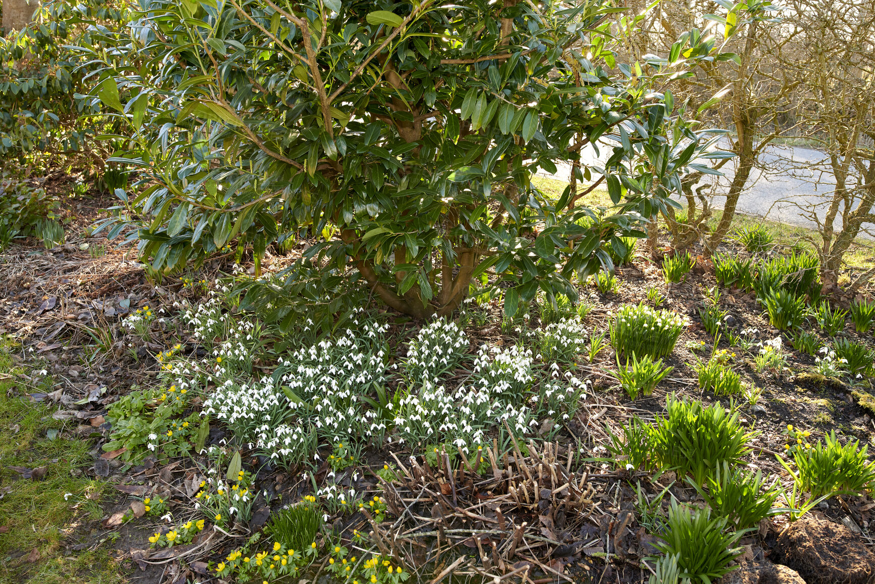 Buy stock photo Beautiful, pretty and green flowers growing in their natural habitat in a dense forest. Galanthus woronowii or woronow's snowdrop plants thriving in an outdoor environment and ecosystem from above