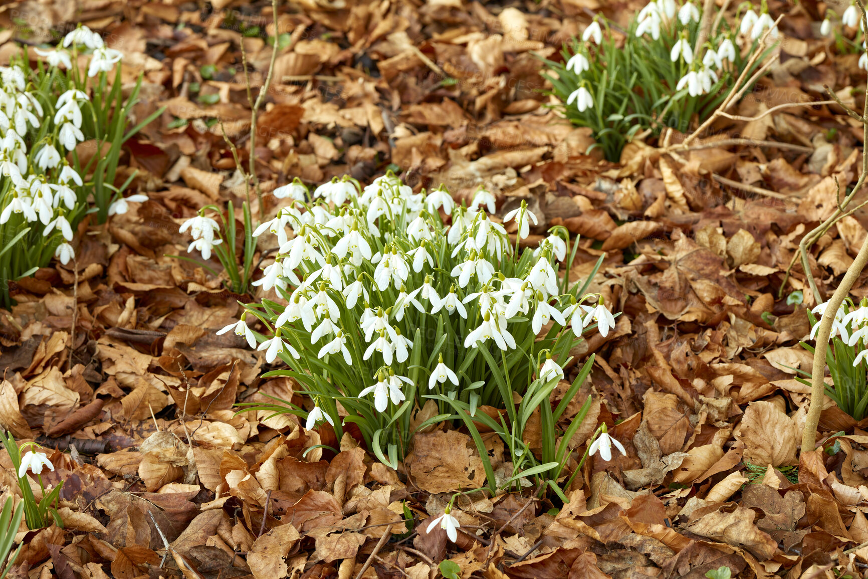 Buy stock photo Beautiful flowers blooming in a garden or forest on an Autumn or late Spring day. A natural bush of white Snowdrop plants growing in nature surrounded by leaves. A wild floral landscape outside 