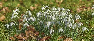 Buy stock photo Closeup of beautiful white winter flowers in a green home garden, field and natural countryside. Texture and detail of common snowdrop plants growing in a remote meadow or quiet or calm backyard