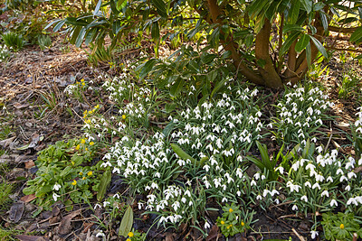 Buy stock photo Beautiful spring white flowers growing on the ground under a tree in an outdoor park. Landscape of a group of common snowdrop flowering plants grow in a green garden in springtime season