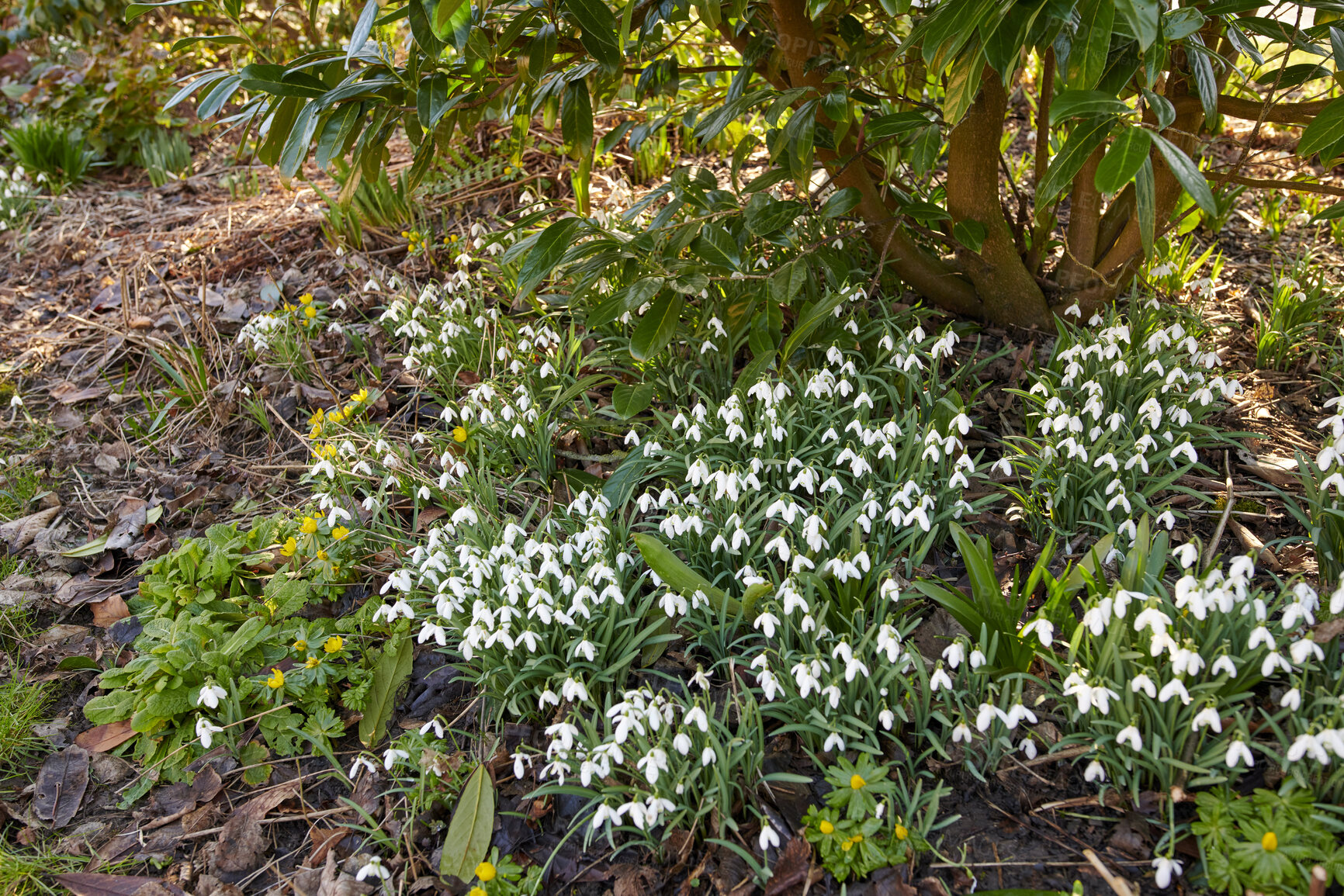 Buy stock photo Beautiful spring white flowers growing on the ground under a tree in an outdoor park. Landscape of a group of common snowdrop flowering plants grow in a green garden in springtime season