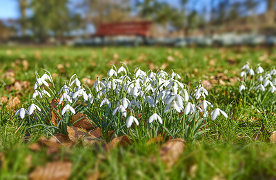 Buy stock photo Pretty white spring flowers growing on grass or ground at an outdoor park. Closeup landscape of many common snowdrop flowering plants grow in a green nature environment in autumn or early springtime