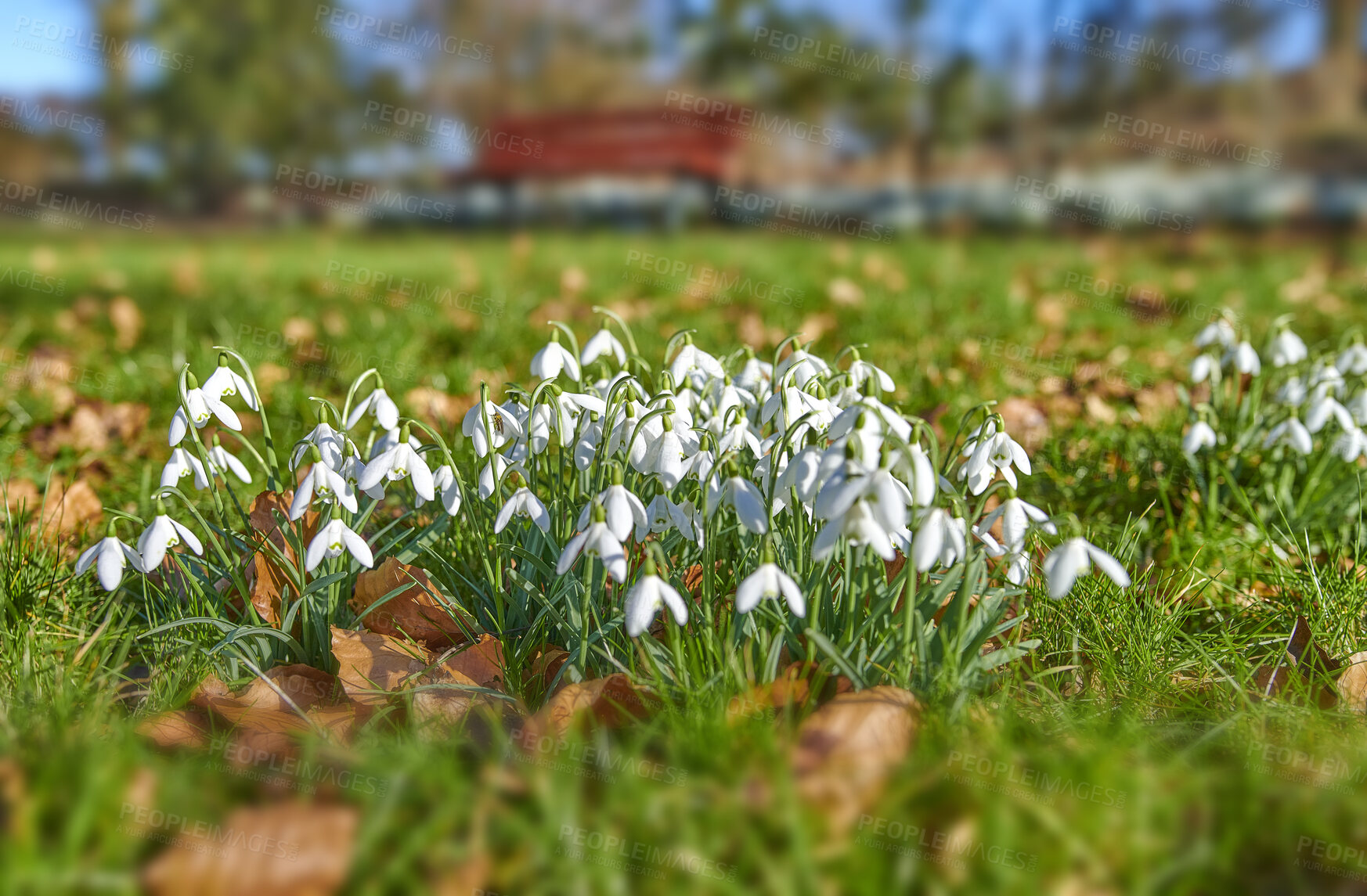 Buy stock photo Pretty white spring flowers growing on grass or ground at an outdoor park. Closeup landscape of many common snowdrop flowering plants grow in a green nature environment in autumn or early springtime