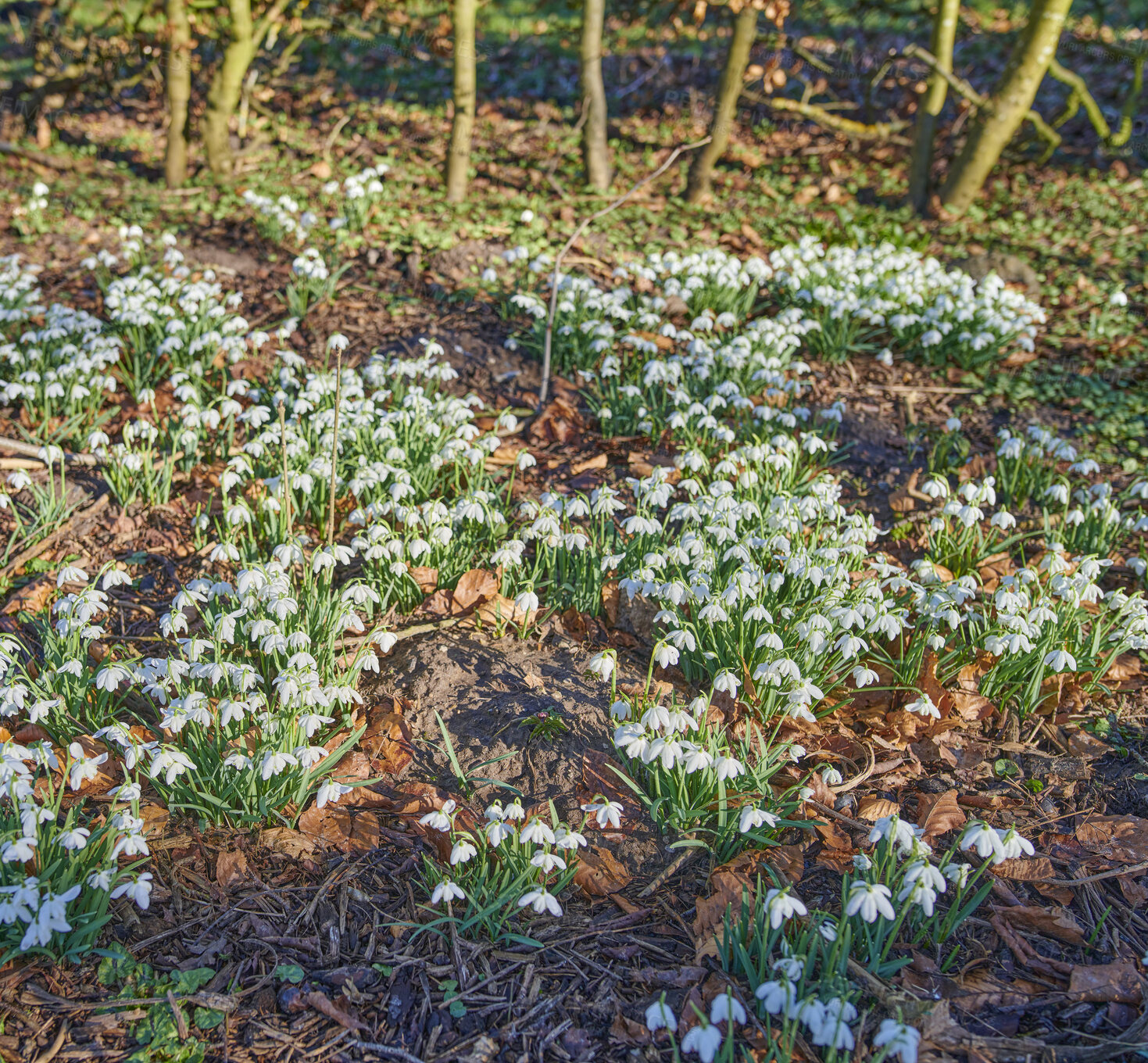 Buy stock photo Field of white, wild flowers in a lush green forest on a sunny day. Snowdrops growing in a serene, peaceful park with zen. Beauty in nature with harmony and soothing views of blooms in a meadow