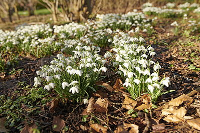 Buy stock photo Beautiful, colorful and white flowers blooming, blossoming and growing in nature. Closeup of bright and natural snowdrop or galanthus from amaryllidaceae plants in empty autumn garden or park outside