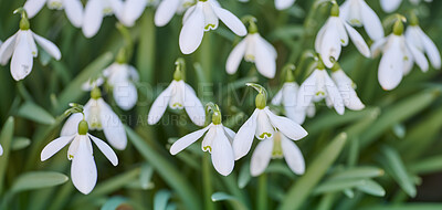 Buy stock photo Pretty, white and fresh spring flowers blooming in forest or remote natural environment. Closeup view of common snowdrop plants flowering in groups in a landscaped yard as decorative flora in nature