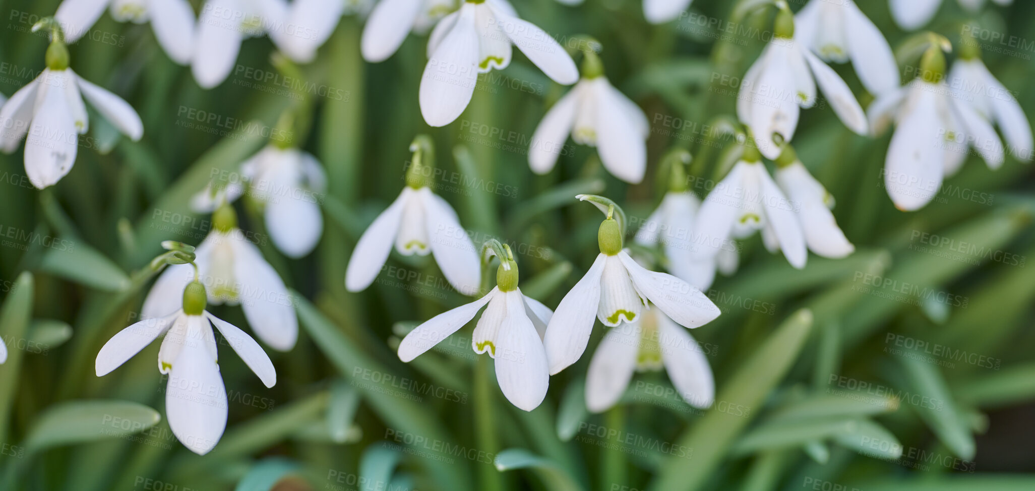 Buy stock photo Pretty, white and fresh spring flowers blooming in forest or remote natural environment. Closeup view of common snowdrop plants flowering in groups in a landscaped yard as decorative flora in nature