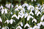 Snowdrops in the garden