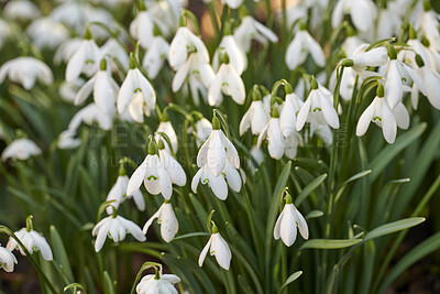 Buy stock photo Galanthus nivalis was described by the Swedish botanist Carl Linnaeus in his Species Plantarum in 1753, and given the specific epithet nivalis, meaning snowy (Galanthus means with milk-white flowers).