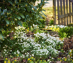 Common snowdrop - Galanthus nivalis 