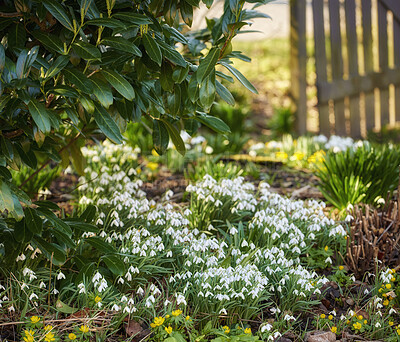 Buy stock photo Galanthus nivalis was described by the Swedish botanist Carl Linnaeus in his Species Plantarum in 1753, and given the specific epithet nivalis, meaning snowy (Galanthus means with milk-white flowers).