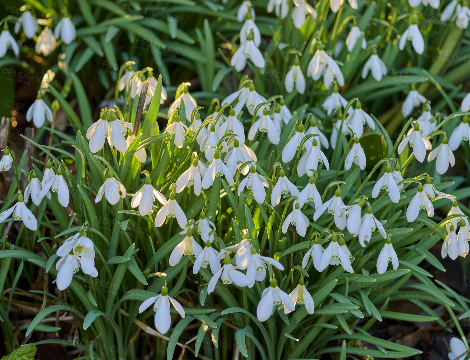 Buy stock photo Beautiful, pretty and green flowers and plants in a garden, park or yard during summer. Top view of snowdrop flowering plant blooming and growing in a natural environment, field or lawn during spring