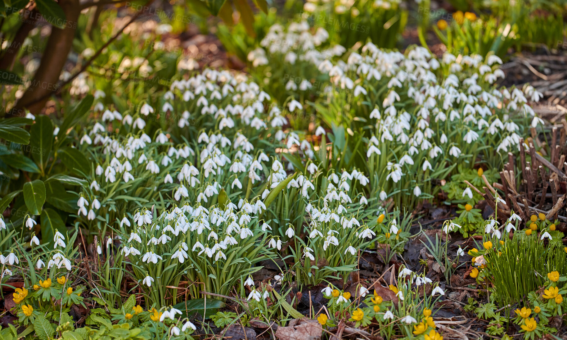 Buy stock photo Closeup of beautiful, natural white flowers blossoming in a botanical garden or forest on a Spring day. Snowdrops growing in nature surrounded by other green plants and tree branches.