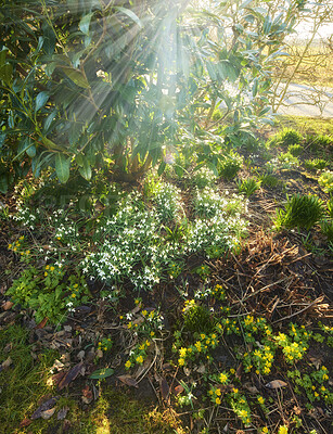 Buy stock photo Beautiful flower shrubs growing in a nature forest or botanical garden on a sunny Spring or Summer day. Snowdrops blooming in soil beside walking path surrounded by tree branches and green plants.