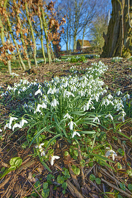 Buy stock photo Galanthus nivalis was described by the Swedish botanist Carl Linnaeus in his Species Plantarum in 1753, and given the specific epithet nivalis, meaning snowy (Galanthus means with milk-white flowers).