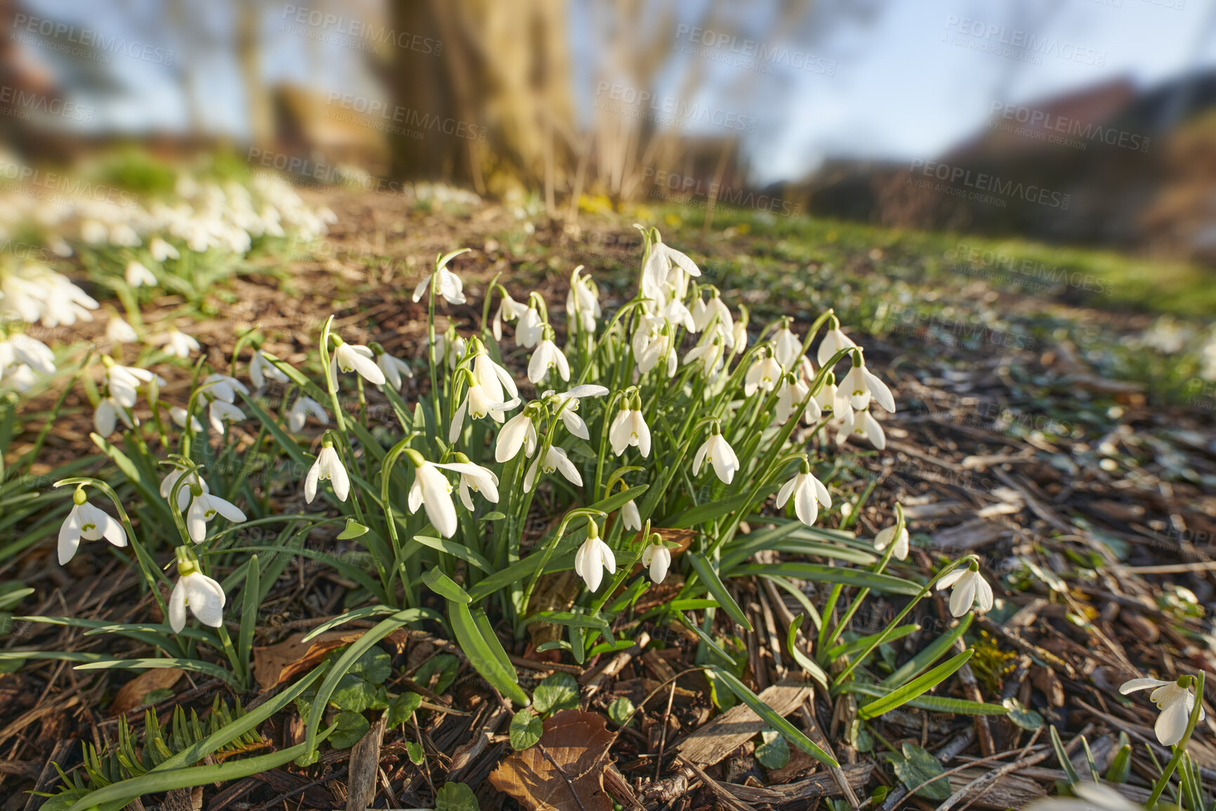 Buy stock photo Beauty, nature and fresh white flowers in green garden on a sunny day. Beautiful lush green plants growing in a wild meadow in a calm, quiet forest. Bunch of Snowdrops in a field on relaxing morning