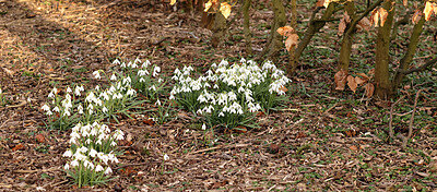 Buy stock photo Closeup, white and fresh winter flowers growing in a dry autumn forest, home garden or backyard. Texture and detail of common snowdrop plants flowering in a remote countryside meadow or quiet woods