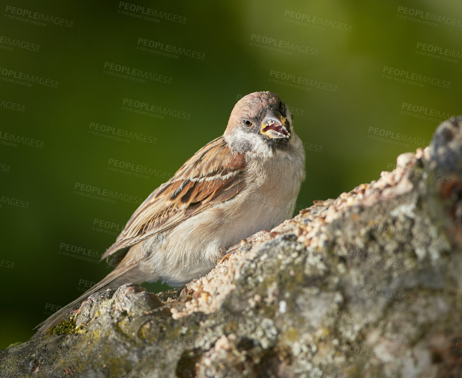 Buy stock photo Tree, nature and sparrow for environment, outdoor and sustainability with survival. Woods, ecology and ecosystem with bird resting on trunk in natural habitat for food, biodiversity or wildlife
