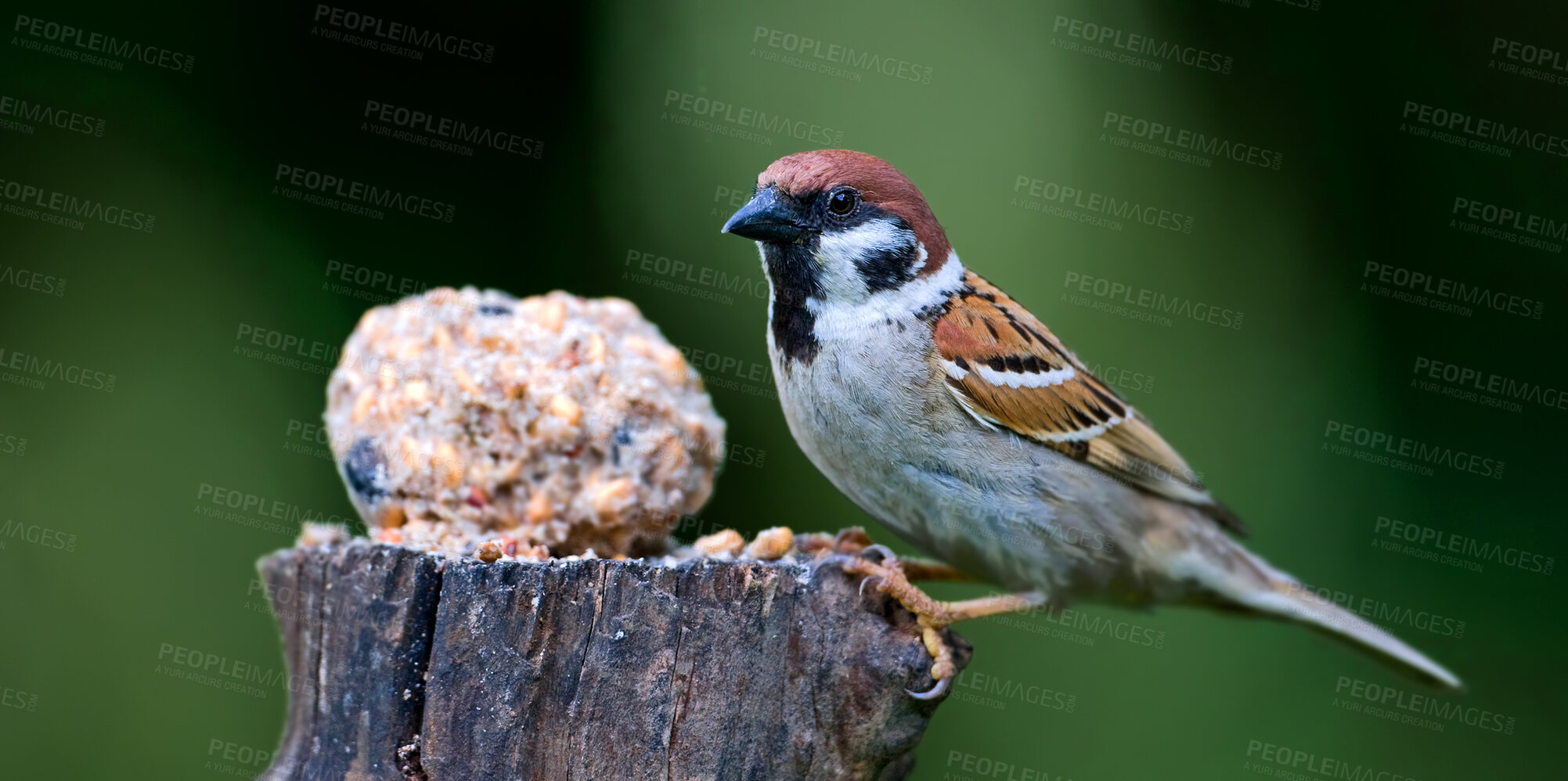 Buy stock photo A telephoto of a beautiful sparrow