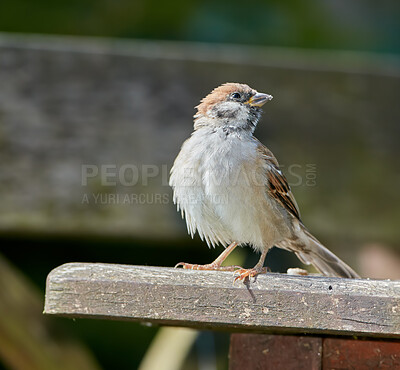 Buy stock photo A telephoto of a typical garden sparrow