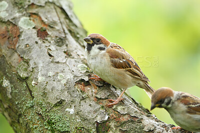 Buy stock photo A telephoto of a beautiful sparrow in my garden