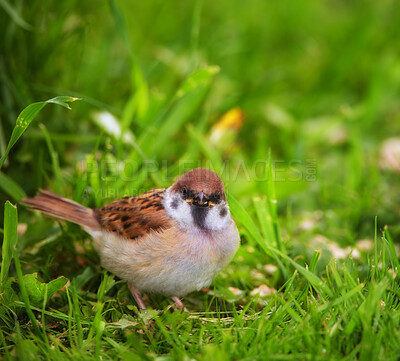 Buy stock photo A telephoto of a beautiful sparrow