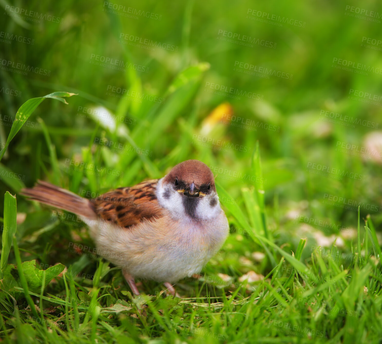 Buy stock photo A telephoto of a beautiful sparrow