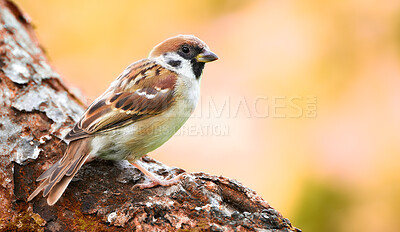 Buy stock photo A telephoto of a beautiful sparrow in my garden