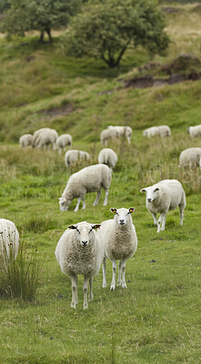 Buy stock photo A series of photos of lamb and sheep