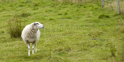 Buy stock photo A series of photos of lamb and sheep