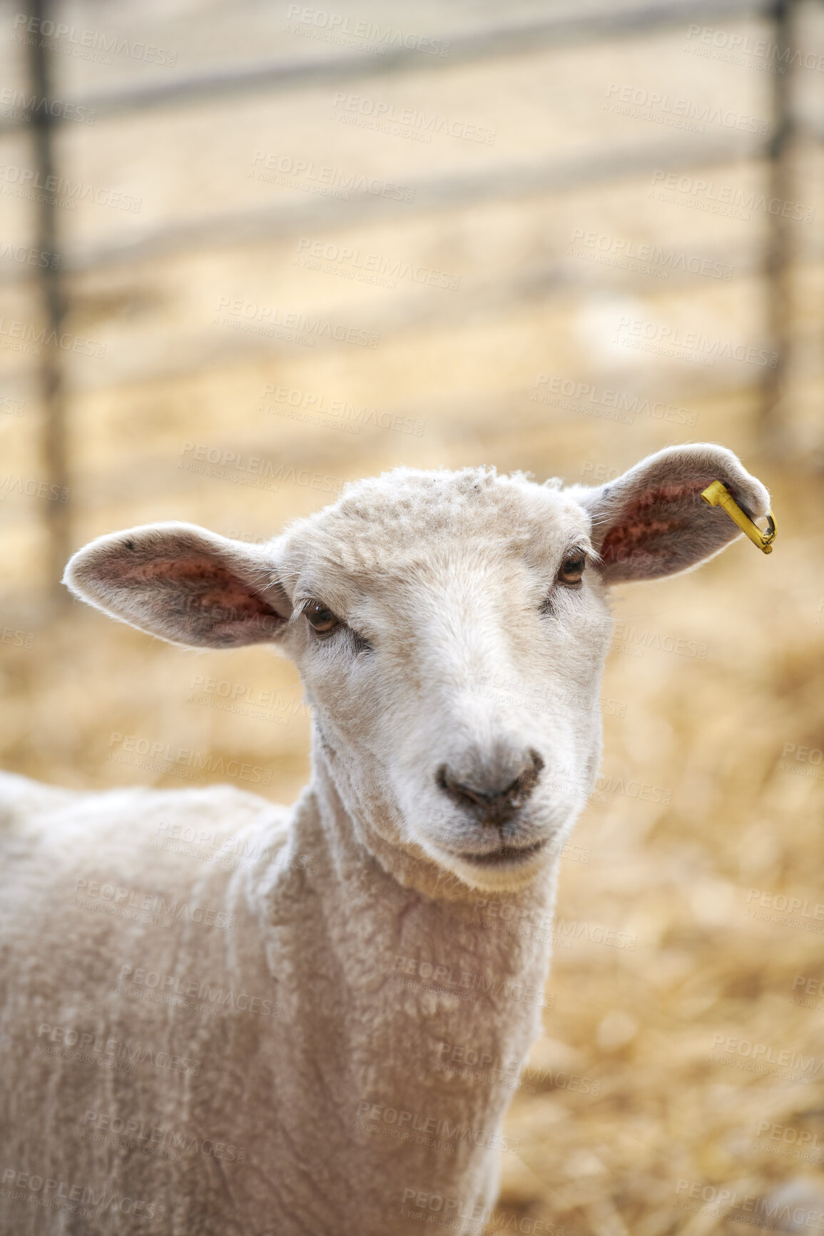 Buy stock photo A series of photos of lamb and sheep