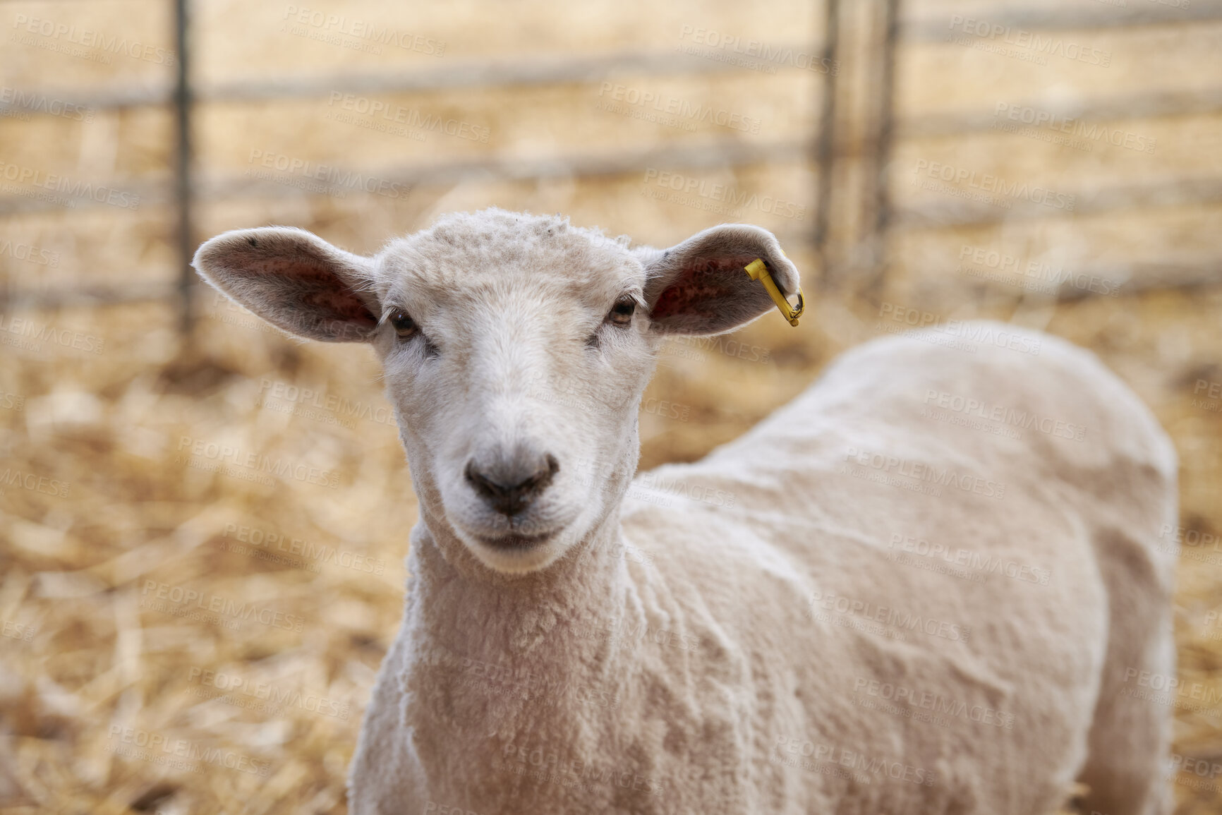 Buy stock photo A series of photos of lamb and sheep