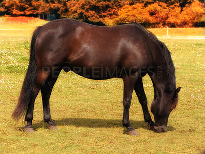 Buy stock photo Beautiful horse - in natural setting