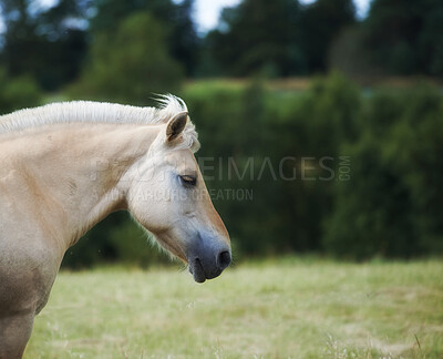 Buy stock photo Beautiful horse - in natural setting