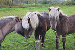 Beautiful horse - wonder of nature