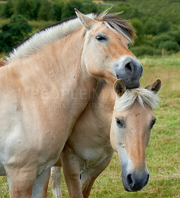 Buy stock photo Beautiful horse - in natural setting