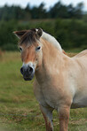 Beautiful horse - wonder of nature