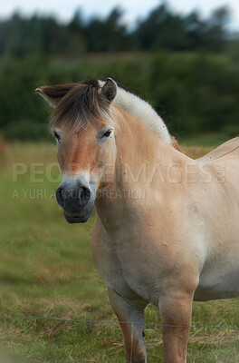 Buy stock photo Beautiful horse - in natural setting