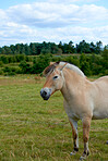 Beautiful horse - wonder of nature