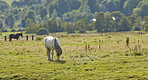 Beautiful horse - wonder of nature