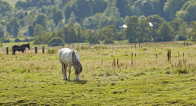 Buy stock photo Beautiful horse - in natural setting