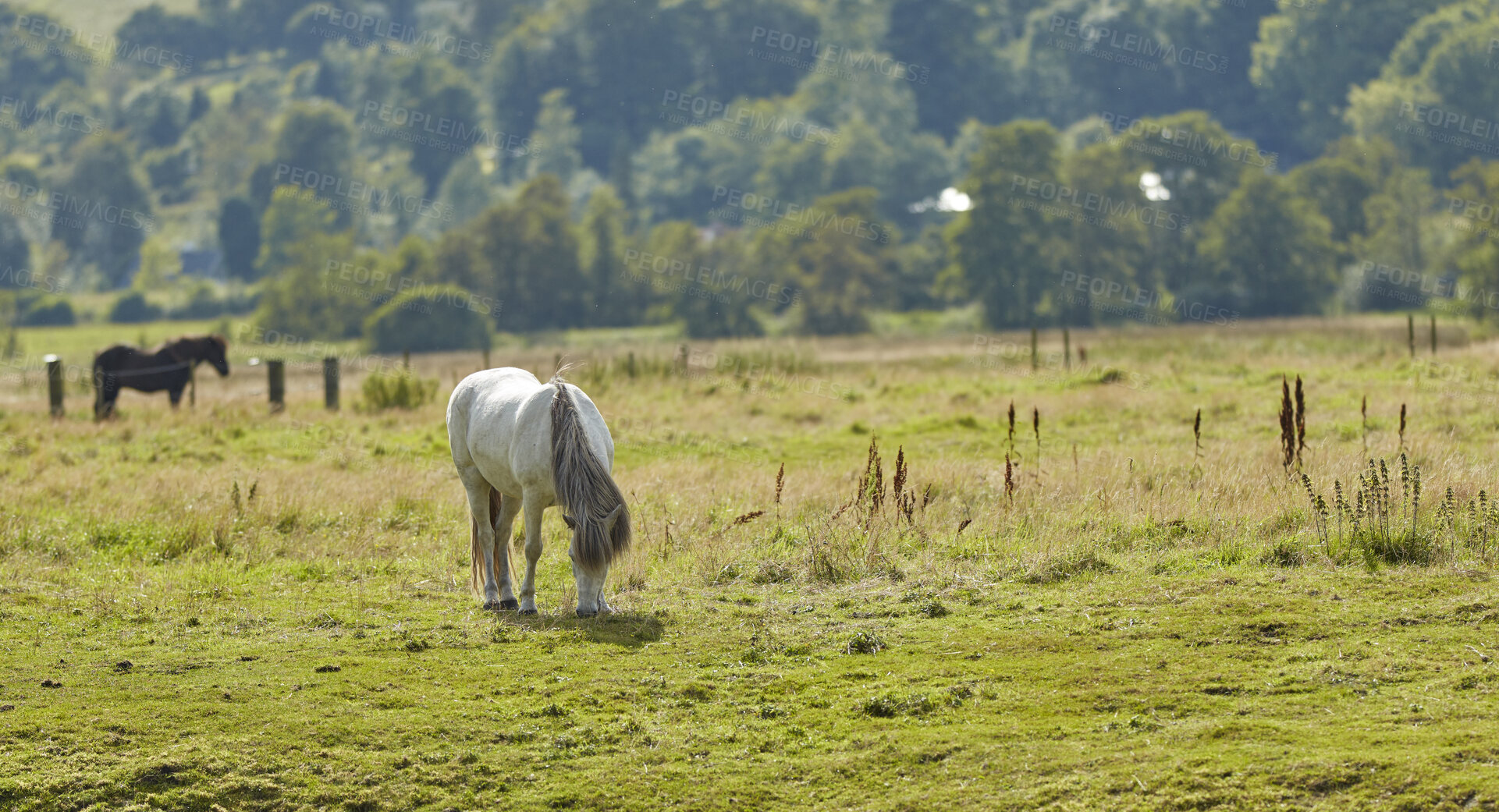 Buy stock photo Beautiful horse - in natural setting