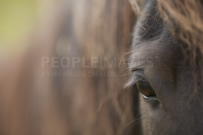 Buy stock photo Beautiful horse - in natural setting