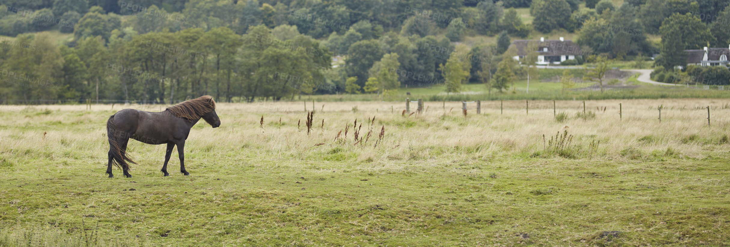 Buy stock photo Beautiful horse - in natural setting