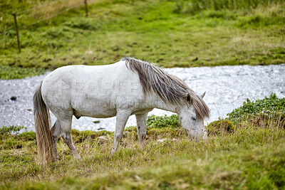 Buy stock photo Beautiful horse - in natural setting