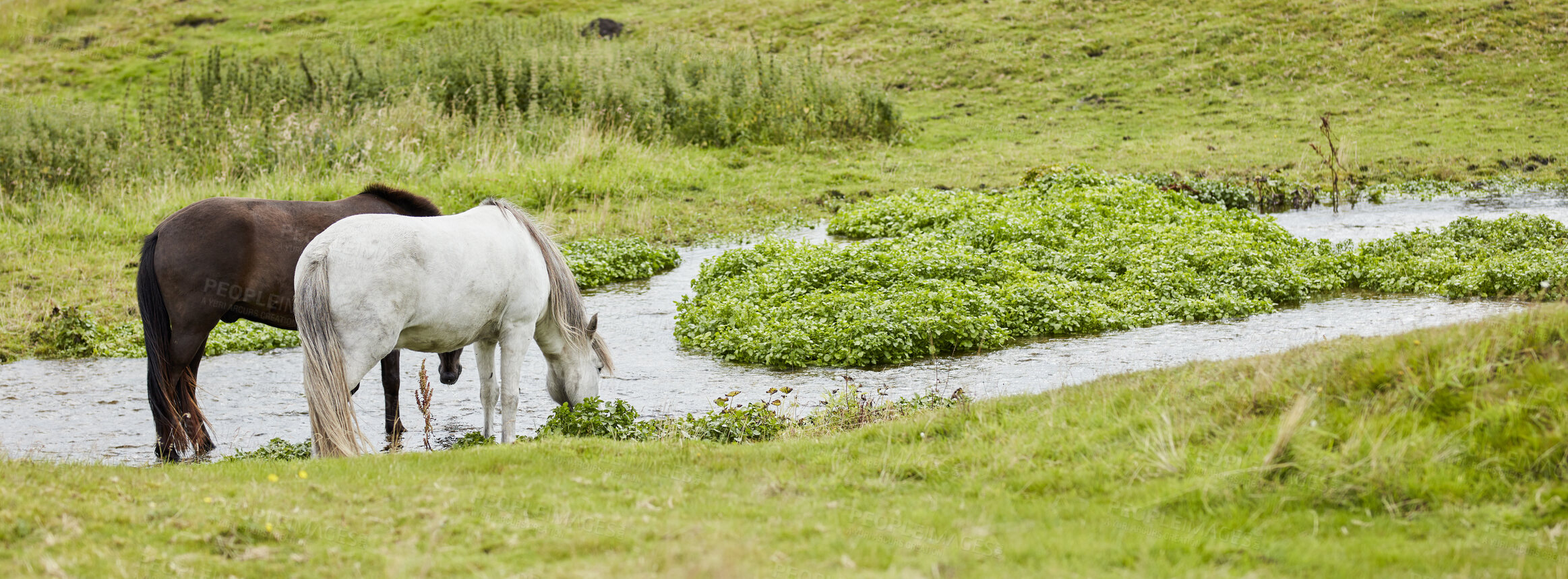 Buy stock photo Beautiful horse - in natural setting