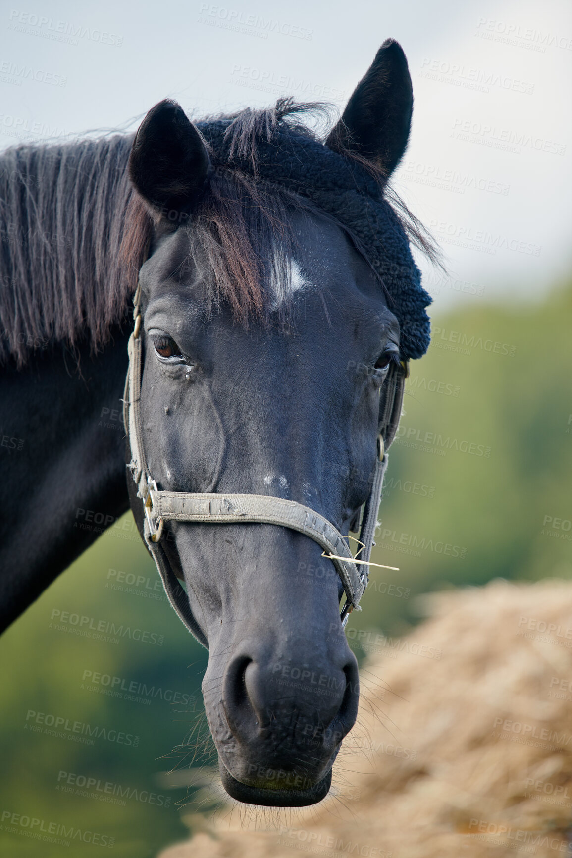 Buy stock photo Beautiful horse - in natural setting