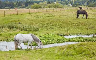 Buy stock photo Beautiful horse - in natural setting